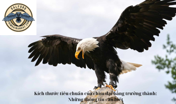 Kích thước tiêu chuẩn của chim đại bàng trưởng thành: Những thông tin cần biết