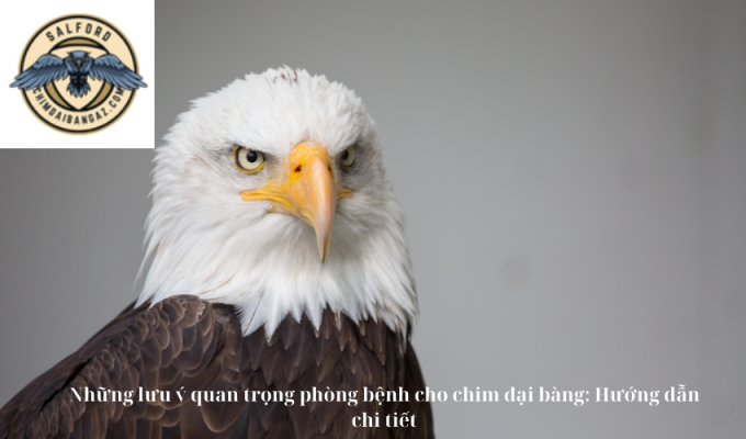 Những lưu ý quan trọng phòng bệnh cho chim đại bàng: Hướng dẫn chi tiết