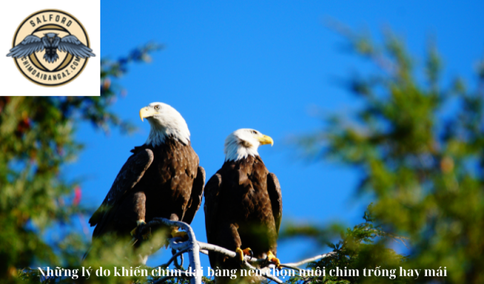 Những lý do khiến chim đại bàng nên chọn nuôi chim trống hay mái