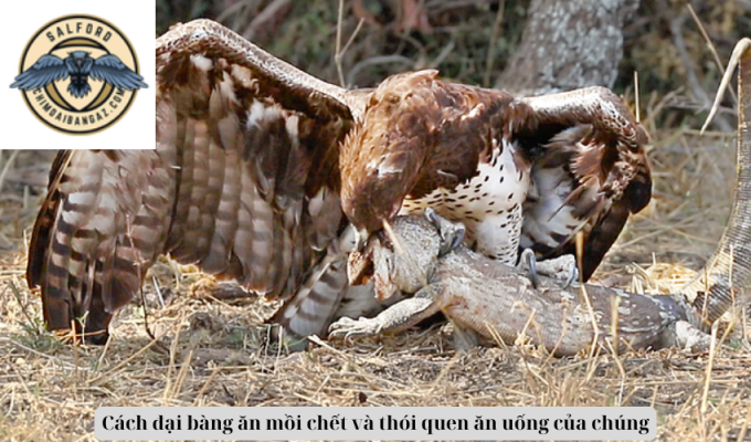 Cách đại bàng ăn mồi chết và thói quen ăn uống của chúng