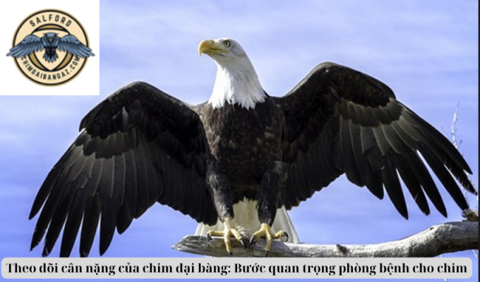 Theo dõi cân nặng của chim đại bàng: Bước quan trọng phòng bệnh cho chim