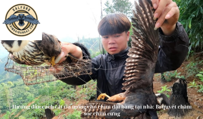 Hướng dẫn cách cắt tỉa móng cho chim đại bàng tại nhà: Bí quyết chăm sóc chim cưng