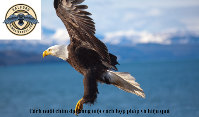 Cách nuôi chim đại bàng một cách hợp pháp và hiệu quả