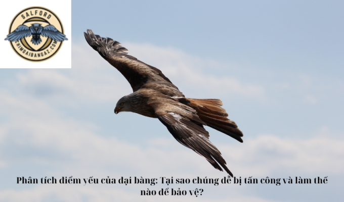 Phân tích điểm yếu của đại bàng: Tại sao chúng dễ bị tấn công và làm thế nào để bảo vệ?